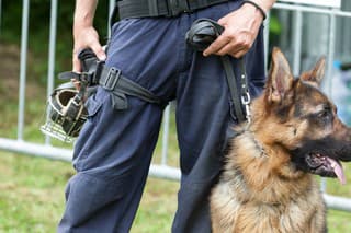 Police officer with a German shepherd police dog