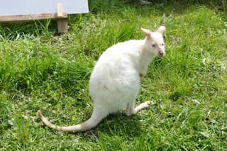 Kengura - albín je vzácna, často sa nevyskytuje.
