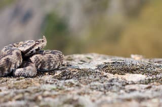 Vretenica rožkatá je jeden z najjedovatejších hadov v Európe (ilustračné foto).