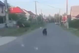 Dnes (6. 5.) v skorých ranných hodinách pobehoval medveď ulicami Očovej.