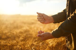 Photo. Hand of a farmer holding wheat grains In the field in sunset. Rich harvest.