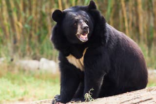 Medveď ušatý (ilustračné foto)
