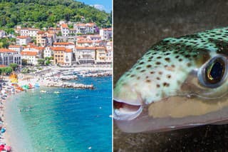 Najjedovatejšia ryba na svete sa preháňa pri chorvátskom polostrove.