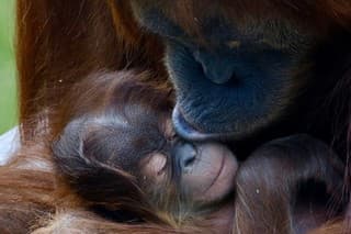 Vzácne mláďa orangutana sumatrianskeho už má svoje meno.
