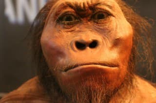 Verná podoba pravekého človeka, vystavená v turistickom centre v Maropengu 25. januára 2009. Centrum je východiskovým bodom prehliadky jaskynného systému Kolíska ľudstva, severovýchodne od Johannesburgu, ktorý v roku 1999 zaradilo UNESCO do zoznamu Svetového kultúrneho dedičstva. V jednej z jaskýň archeológovia objavili vzácne fosílie.