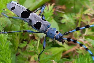 Rosalia alpina,  longhorn beetle, beetle antenna, spotted beetle
