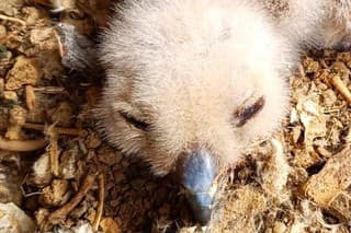 Vtáčik tohto druhu sa vyliahol v zoo prvýkrát po niekoľkých rokoch. 