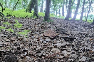 Michal objavil na prechádzke v lese malé srnča.