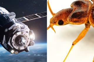 Napriek vysoko kontrolovanému prostrediu na ISS sa chrobák dostal do vesmíru.