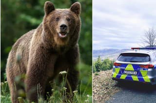 Polícia priblížila detaily útoku medveďa na strednom Slovensku.