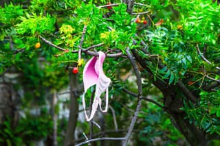 Pink bra hanging on branch of tree, Brassiere. undergarment for supporting, promoting/concealing and confining breast movement.