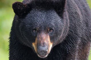 An American black bear faced straight on for a portrait.