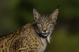 Some pictures of the biggest cat in Spain, the Iberian lynx in the Mediterranean forest.