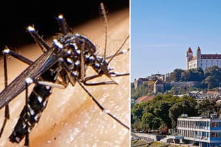 Výskyt dospelých komárov v niektorých bratislavských mestských častiach alarmujúco stúpa. 