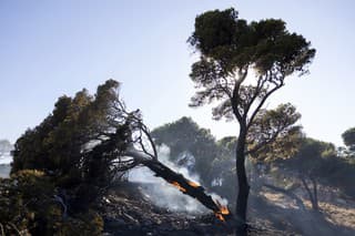 Borovica horí počas lesného požiaru v oblasti pobrežného gréckeho mesta Keratea.
