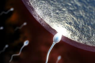 3d macro render of sperm impregnating a female egg in the uterus