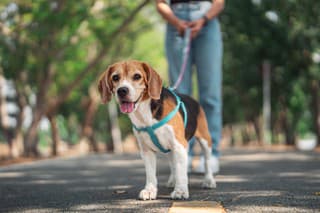 Owner and her beagle dog is having fun while walking in dog park in morning summer, Dog training.