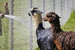 Alpaky si sprchu nesmierne užívajú.