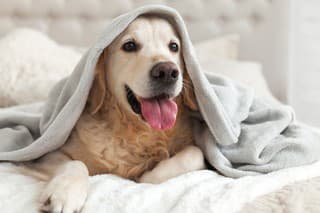 Happy smiling young golden retriever dog under light gray plaid. Pet warms under a blanket in cold winter weather. Pets friendly and care concept.