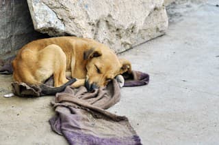 Abandoned dog lying on the ground