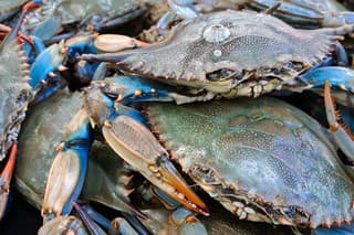Taliansko vymenovalo komisára na boj proti šíreniu invázneho kraba modrého
