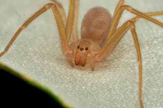 Mediterranean recluse spider, violin spider (Loxosceles rufescens), Brown recluse spider, in its wild habitat.