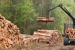 The harvester working in a forest. Renewable resources theme.