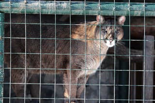 V zoo boli chované šelmy, opice i rôzne plemená psov.