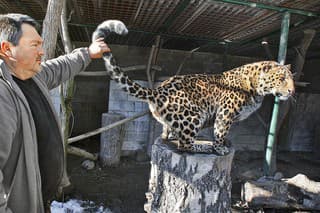 Chovateľa zabil jeho obľúbený leopard Nero. 
