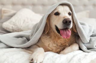 Happy smiling young golden retriever dog under light gray plaid. Pet warms under a blanket in cold winter weather. Pets friendly and care concept.