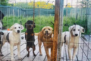 Mnoho zvieratiek sa k nim dostalo z ulice, pričom nejedného milučkého chlpáča predtým kruto týrali.