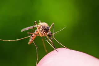 Macro Photo of Yellow Fever, Malaria or Zika Virus Infected Mosquito Insect Bite on Green Background