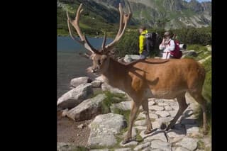 Na sociálnej sieti sa objavil záznam zachytávajúci jeleňa prechádzajúceho okolo turistov smerom do plesa.