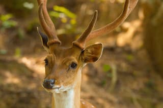 A Formosan Sika Deer (Cervus Nippon Taiouanus) is an introduced species and a tourist attraction on Daqiu island in the Matsu Islands of Taiwan.  Vertical.