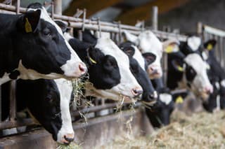 black and white spotted cows feed on hay inside dutch farm in the netherlands