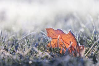 A fallen leaf in the grass at sunrise, covered in early morning frost in the first days of winter.