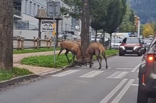 Jelene sa bili priamo na ceste pod Tatrami.