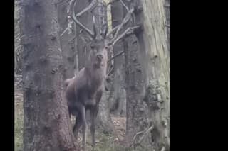 Bizarné stretnutie Slováka s jeleňom v ruji zavŕšila jedna ostrá veta.