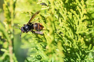 Asian hornet (Vespa velutina), also known as the yellow-legged hornet or Asian predatory wasp, is a species of hornet indigenous to Southeast Asia. It is of concern as an invasive species in European countries like France or Spain.