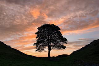 Strom Robina Hooda, anglicky Sycamore Gap Tree 