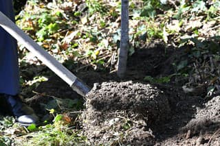 Exprezident Rudolf Schuster počas vysadenia prvého stromu do Aleje významných osobností v Botanickej záhrade UPJŠ v Košiciach.