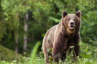 Populácia medveďov narastá o 30 % ročne.