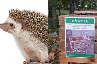 Ježkovia v