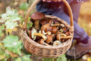 Picking mushrooms in the woods