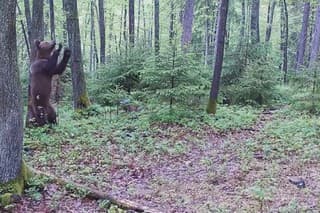 Fotopasca zachytila medveďa, ktorý si o strom v lese škriabal chrbát.