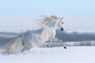 Beautiful winter panoramic landscape. White horse with long mane galloping across winter snowy meadow.