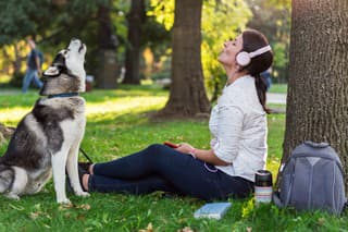 Male Siberian husky sitting on the grass in the park and howling with his owner