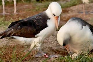 Samička albatrosa laysanského