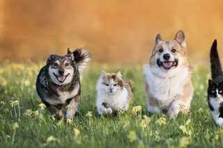 cute domestic cats and dogs of various colors run through a summer sunny meadow