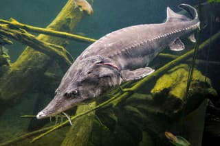 Close-up of a large beluga sturgeon in a lake during the migration season. This type of fish is known for the highest quality caviar.